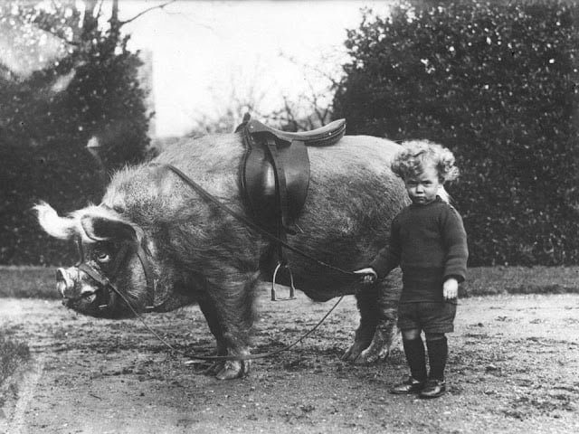 old black and white photo of child and pig