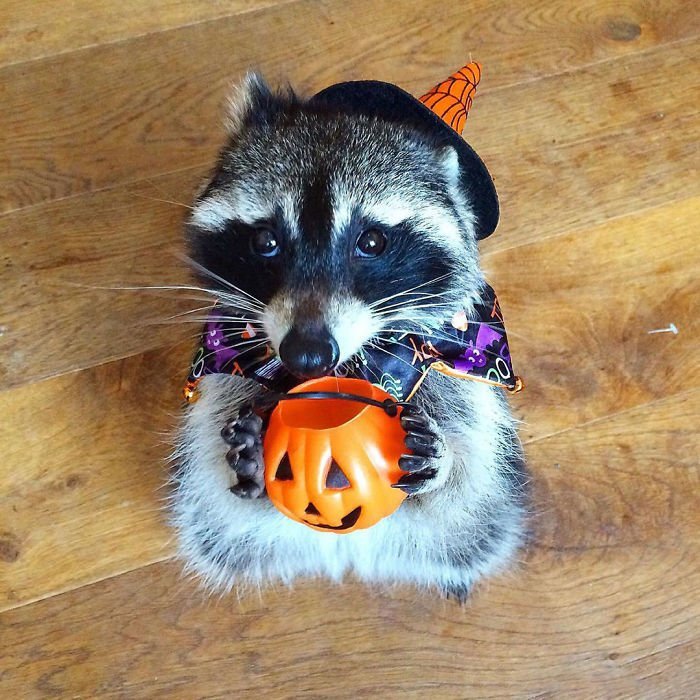 adorable raccoon in Halloween costume