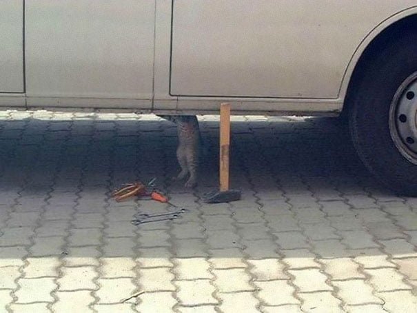 funny animals doing human things cat repairs the car