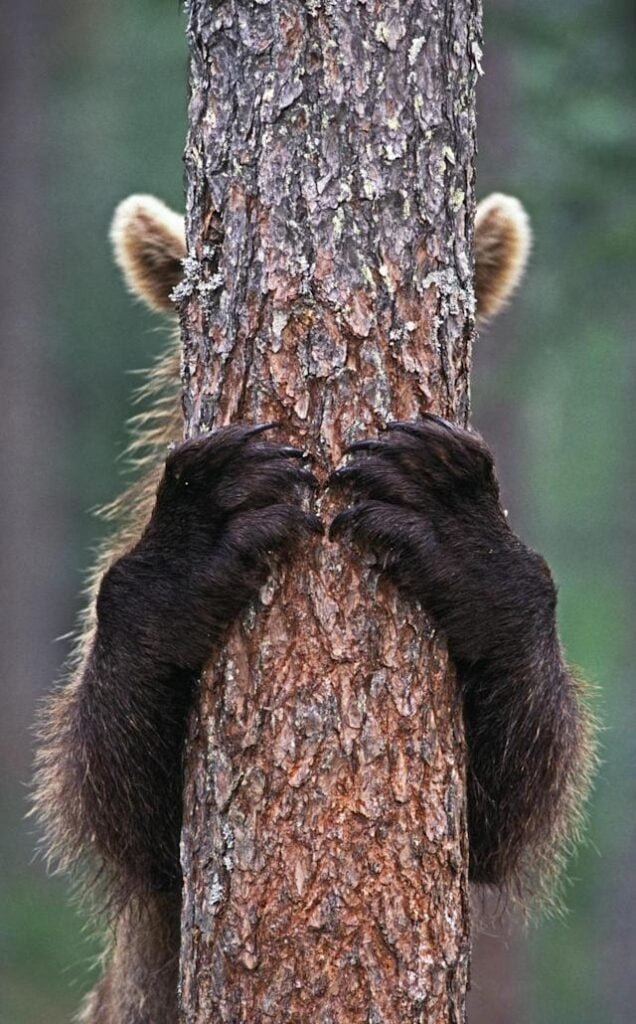 funny animals suck at hide-and-seek bear hides behind thin tree