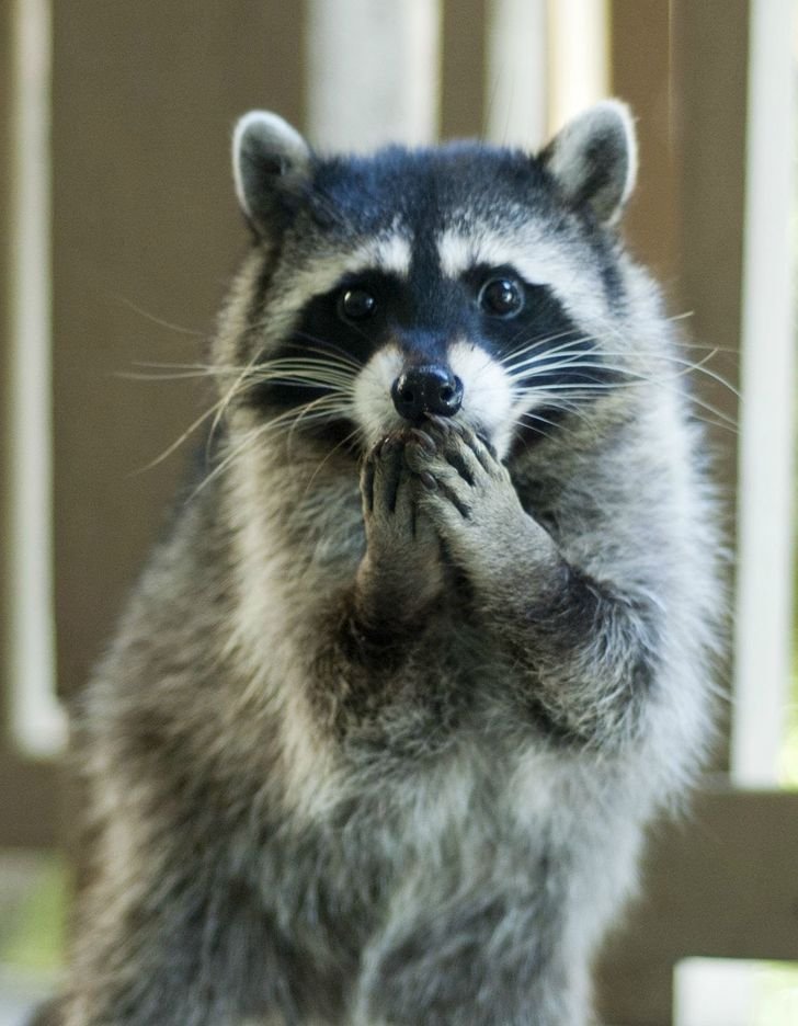 adorable raccoon funny face