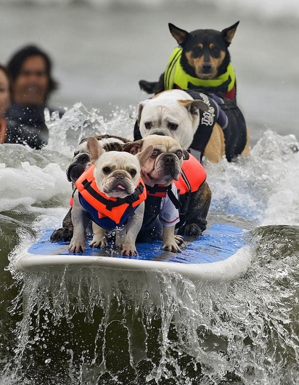 funny animals doing human things dogs are surfing