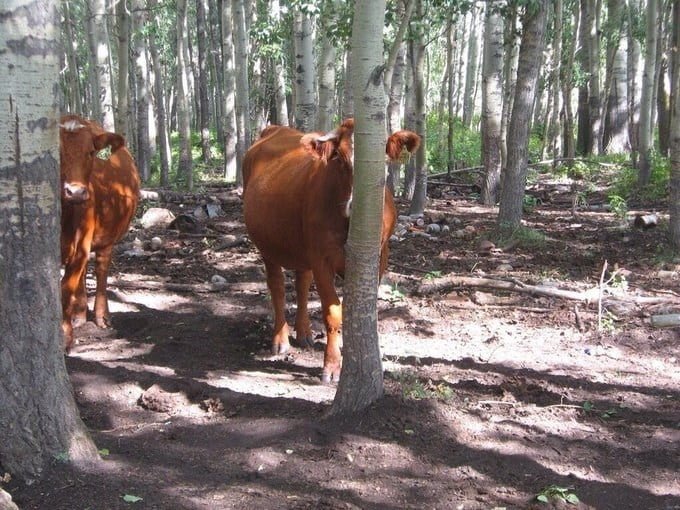 funny animals suck at hide-and-seek cow hides behind tree