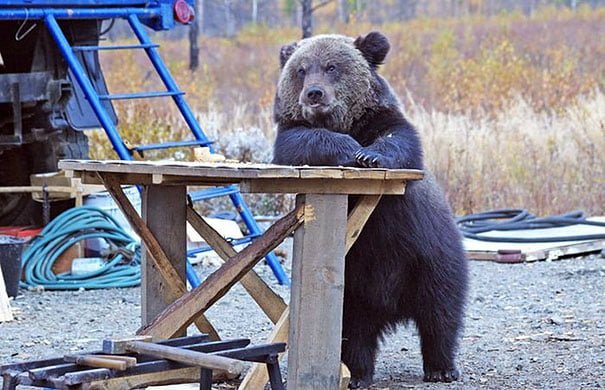 funny bear chilling at the table