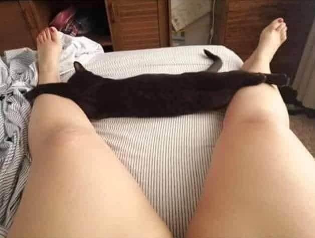 tricky photo funny optical illusion cat looks like sexy photo