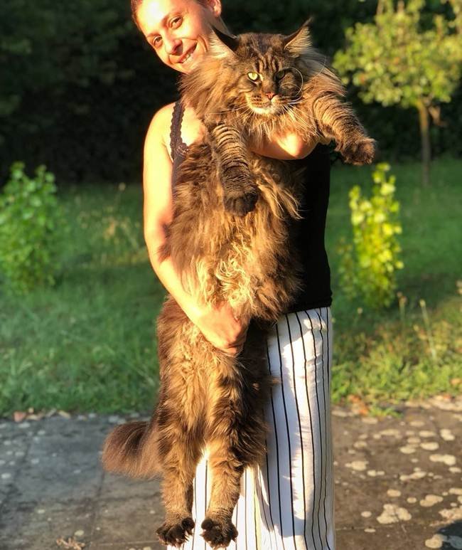 didžiausios katės pasaulyje
