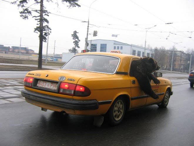 funny bear in taxi