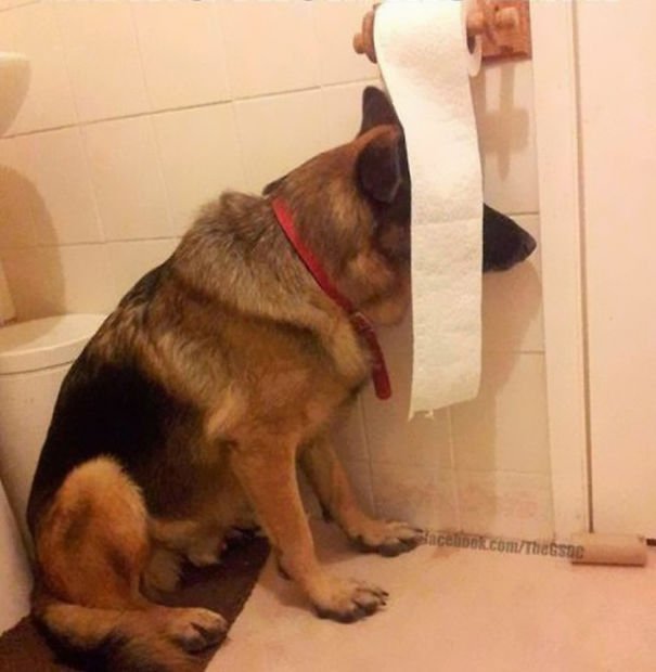 funny animals suck at hide-and-seek dog hides behind toilet paper roll
