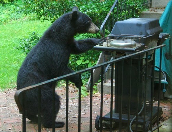 funny bear grills