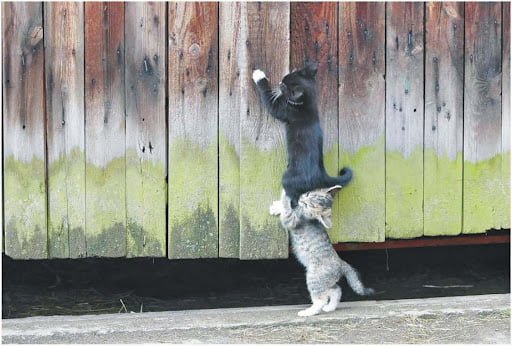two funny cats team work