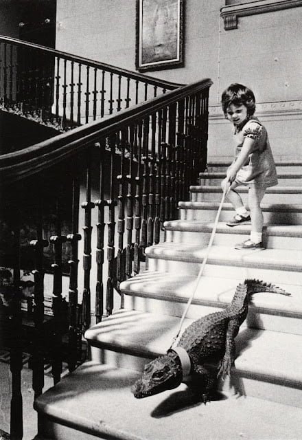 old black and white photo of child and crocodile on a leash