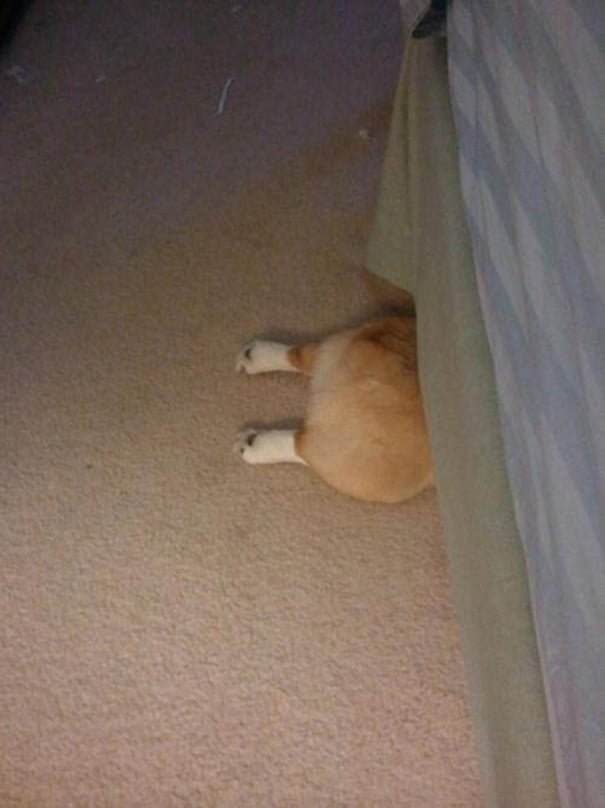 funny animals suck at hide-and-seek corgi hides under bed butt sticking out