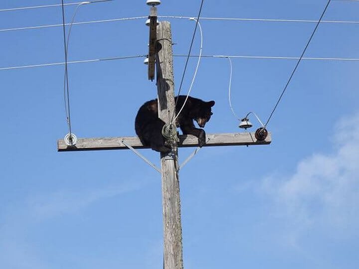 funny bear electricity pole