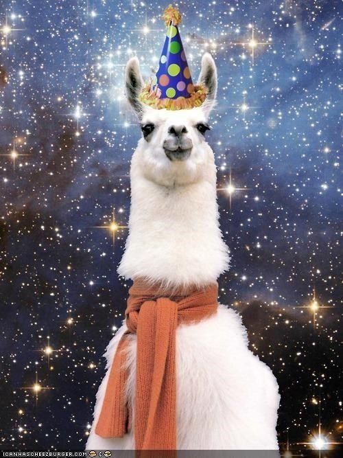 birthday llama