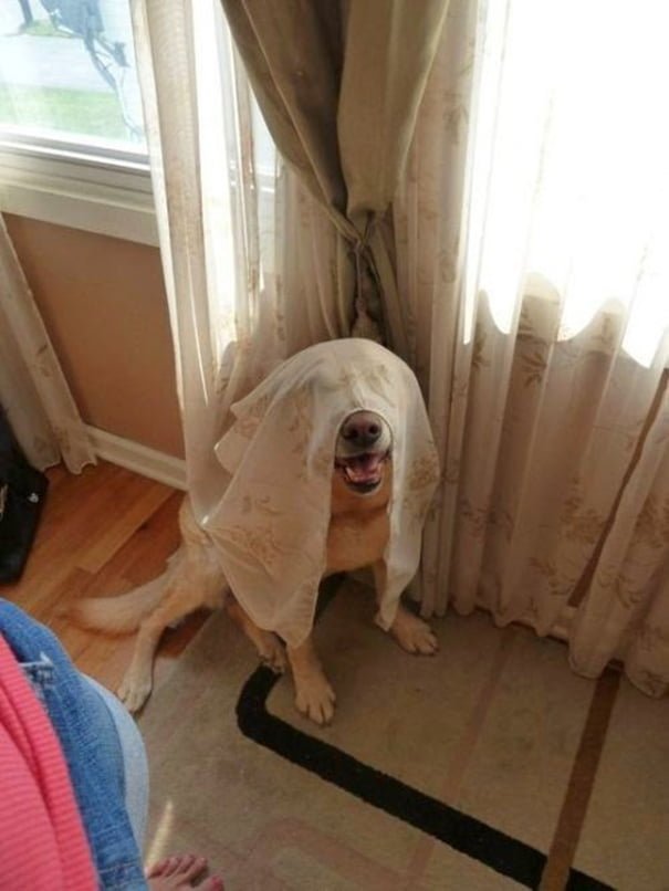 funny animals suck at hide-and-seek dog hides under transparent curtain