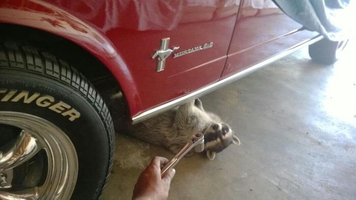 adorable raccoon funny repairs car