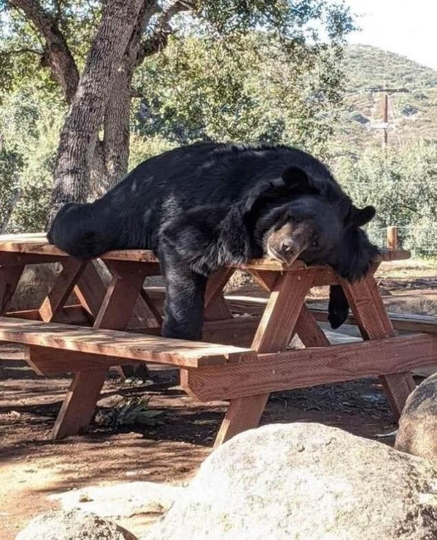 funny bear sleeps on picnic table