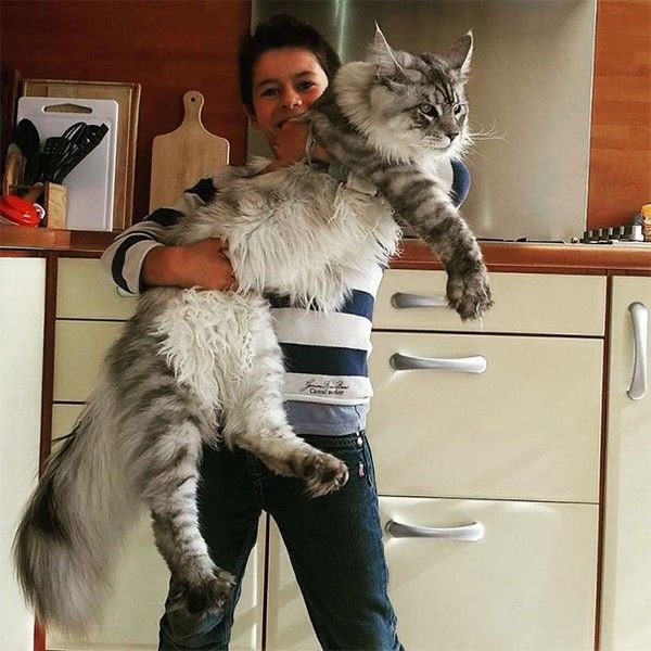 didžiausios katės pasaulyje