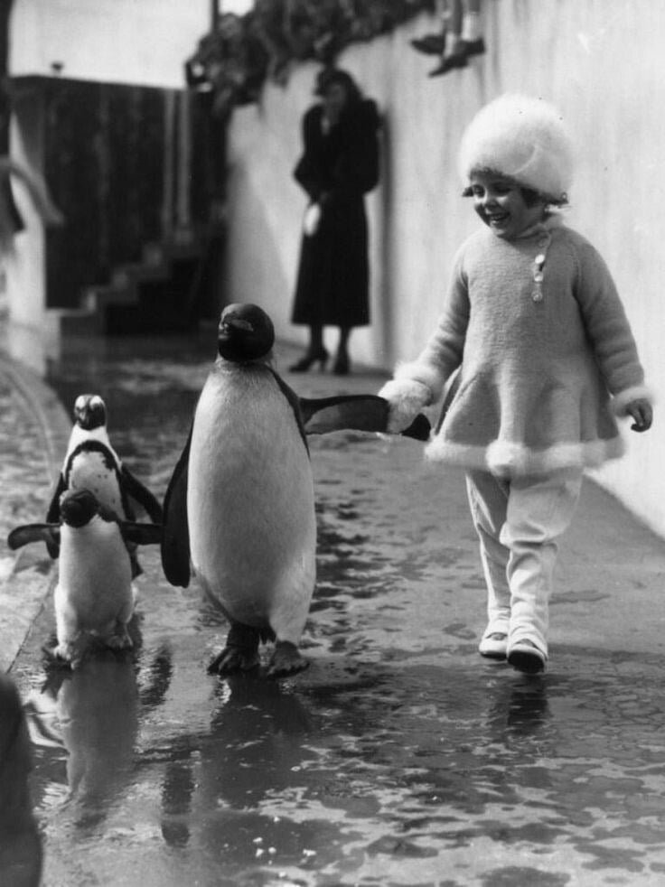 old black and white photo of child and penguins