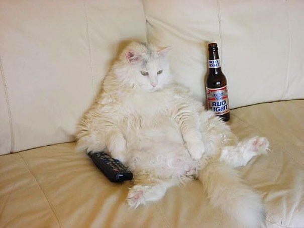 funny animals doing human things fat cat drinks beer and watches tv on the couch