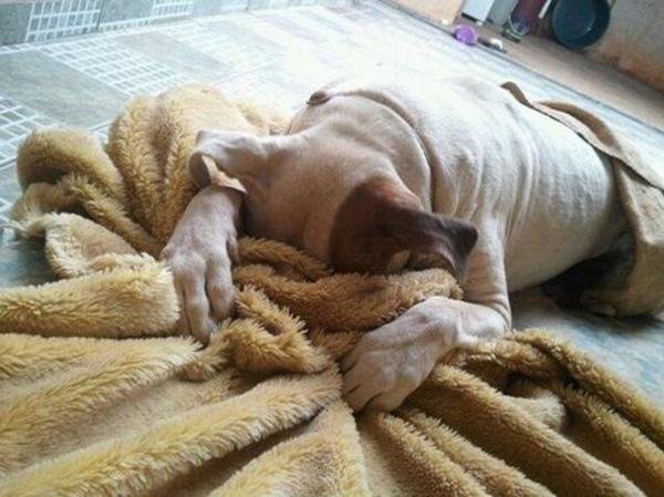 funny animals suck at hide-and-seek dog hides face in blanket