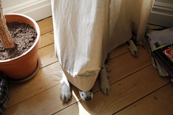 funny animals suck at hide-and-seek dog hides under curtain