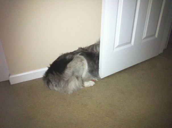 funny animals suck at hide-and-seek dog hides head behind door