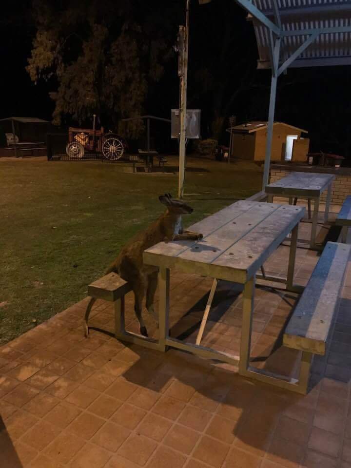 funny animals doing human things kangaroo sits at picnic table