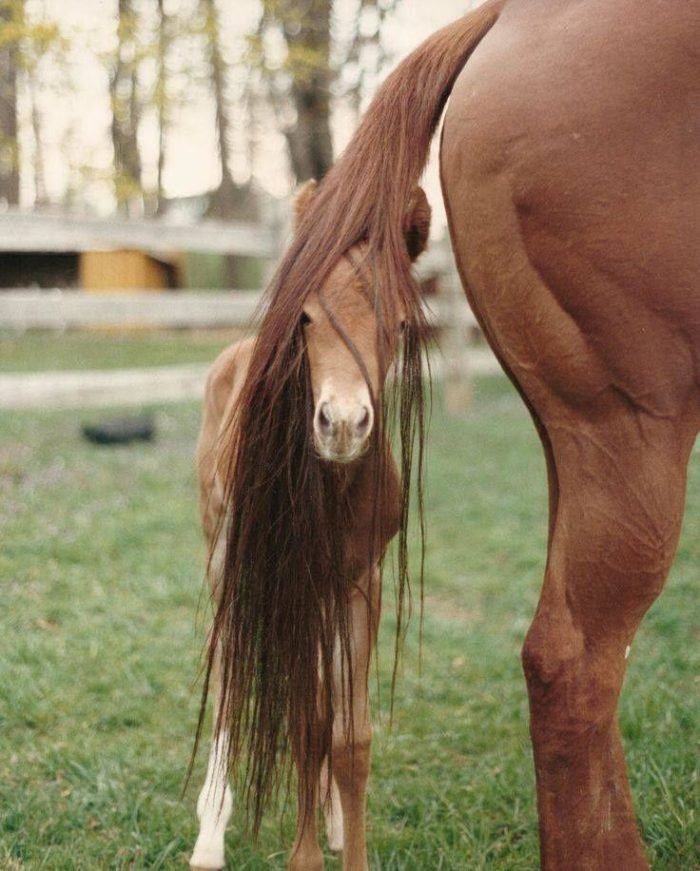 funny animals suck at hide-and-seek horse foal hides in mom tail