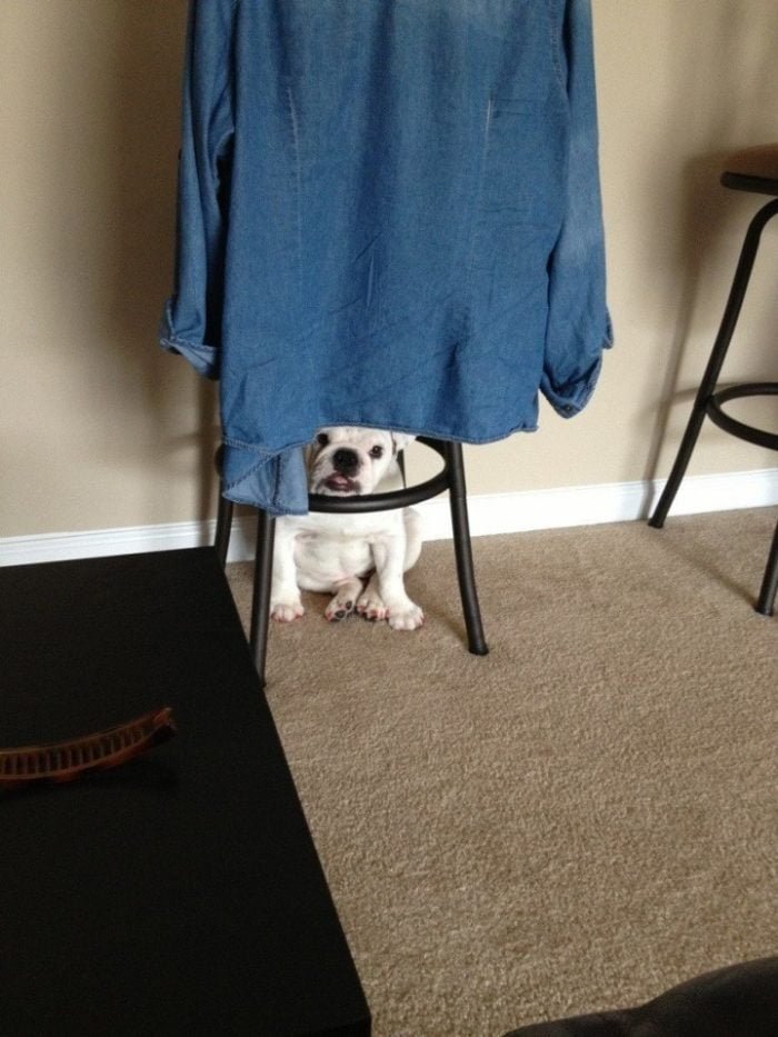 funny animals suck at hide-and-seek dog hides under chair