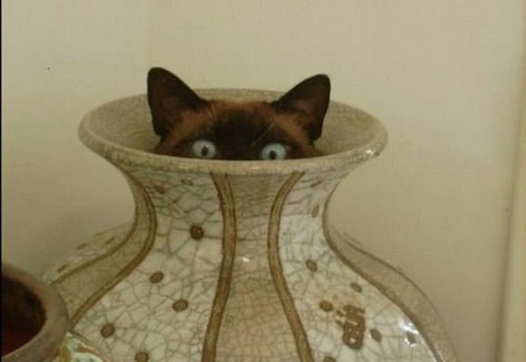 funny animals suck at hide-and-seek cat hides in vase