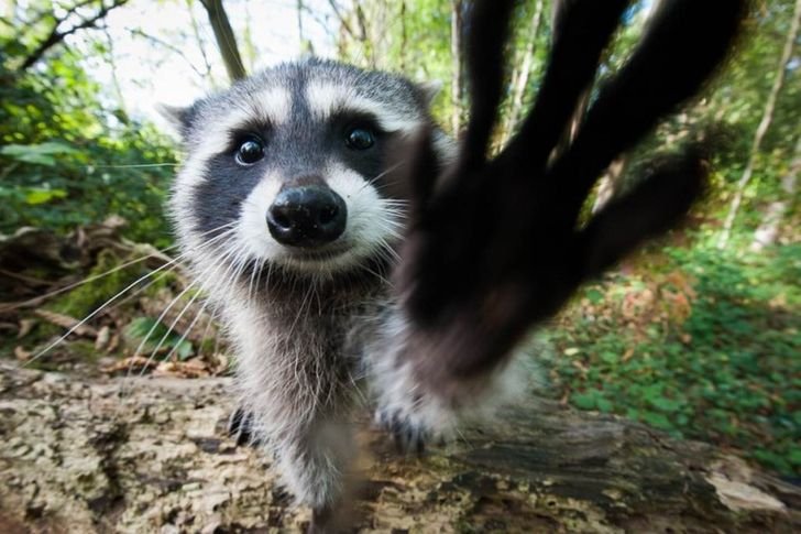 adorable raccoon finds camera