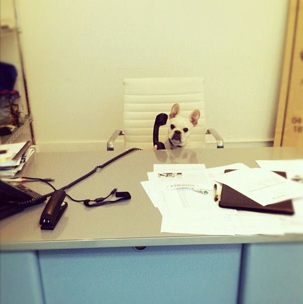 funny animals doing human things dog behind the desk talks on the phone