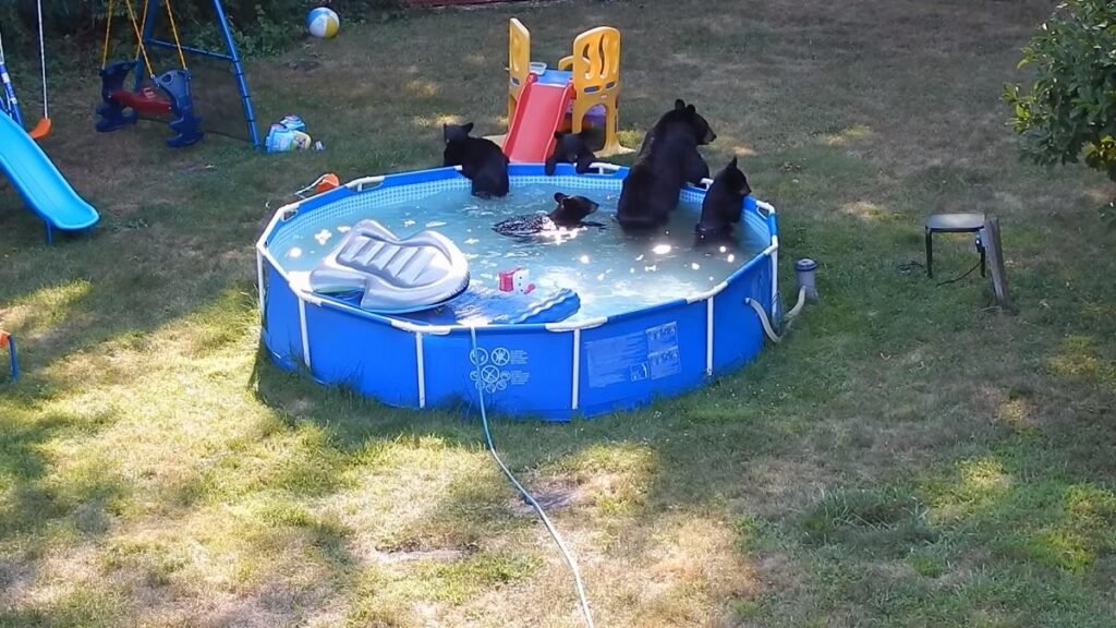 funny bear family in pool
