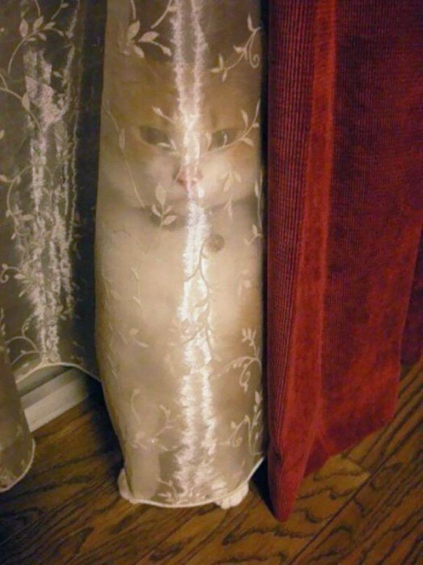 funny animals suck at hide-and-seek cat hides behind transparent curtain