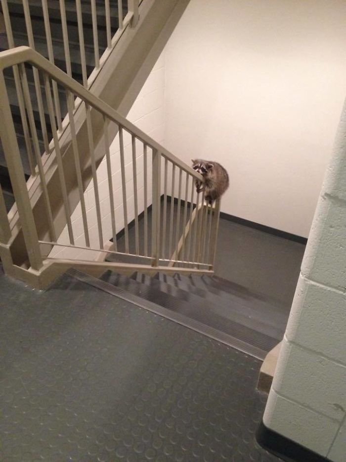 adorable raccoon rests on handrail
