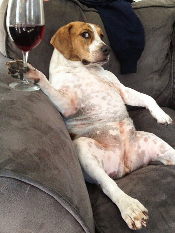 funny animals doing human things dog drinks wine on the couch