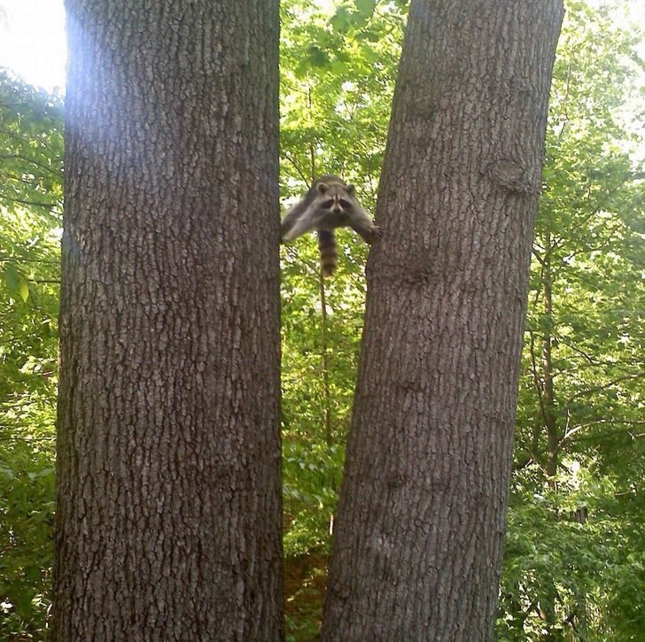 adorable raccoon balance between two trees