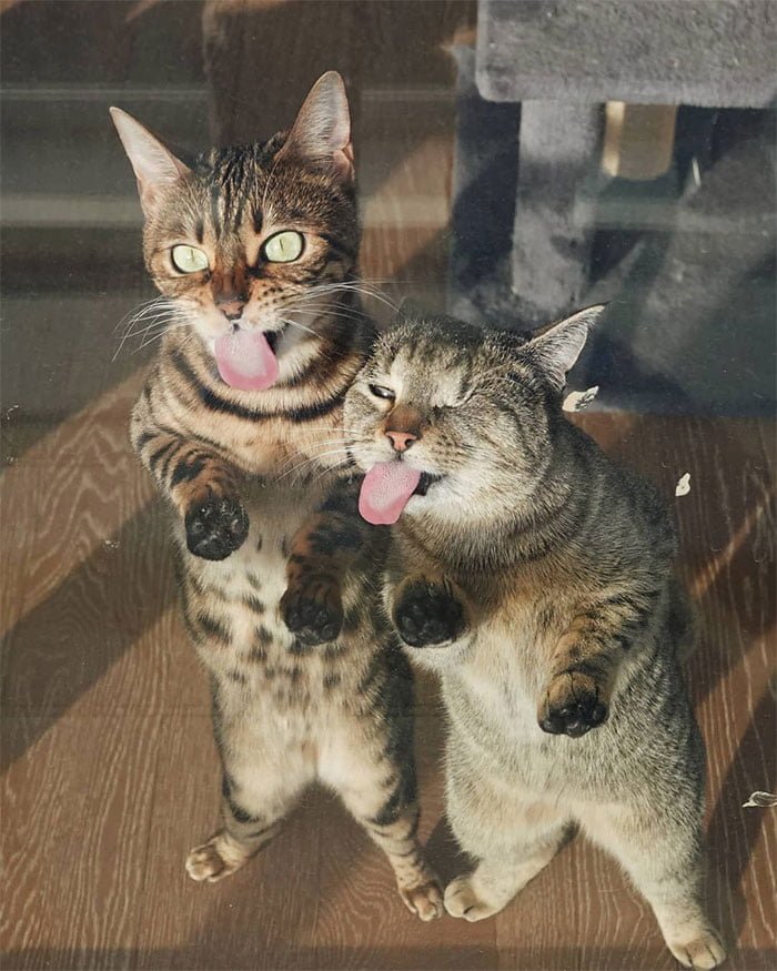 two funny cats sticking tongues out