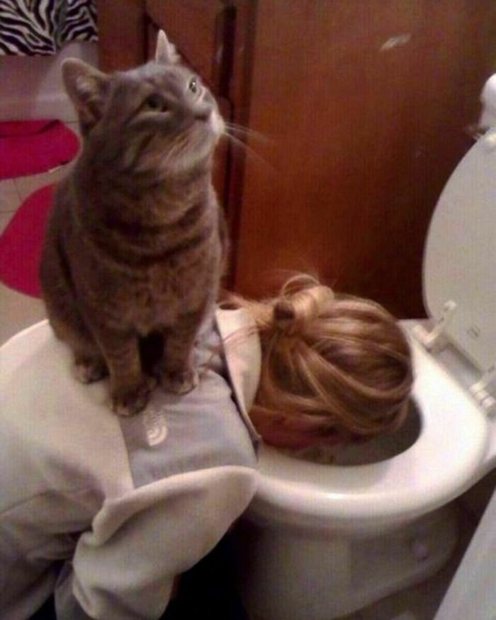 funny animals doing funny things cat sits on woman vomiting