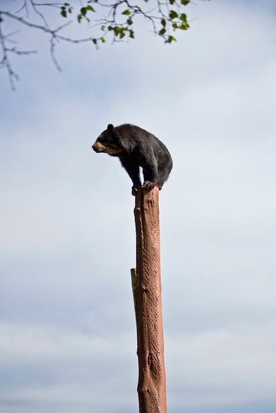 funny bear on top of a pole