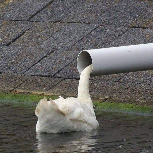 tricky photo funny optical illusion swan with head in pipe