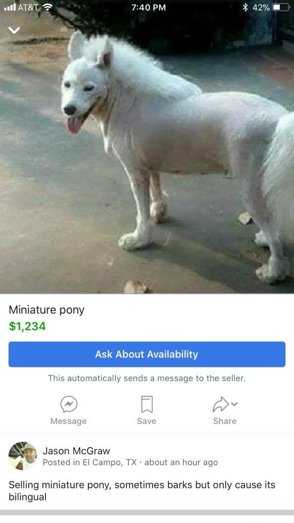 funny marketplace item for sale pony dog