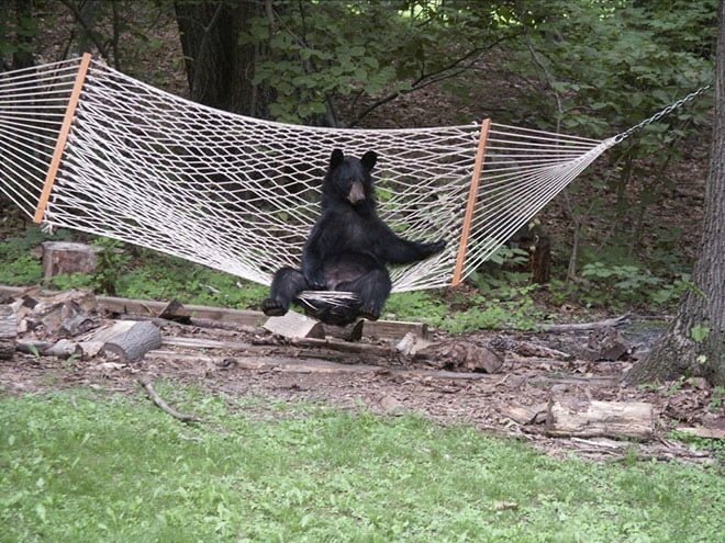 funny bear on hammock