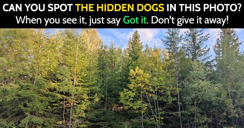 Challenge: Find The Hidden Animals In These 20 Photos! - Bouncy Mustard
