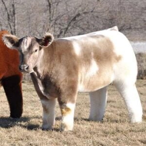 25 Adorable Photos Of Fluffy Cows All Shampooed And Blow-Dried Up ...