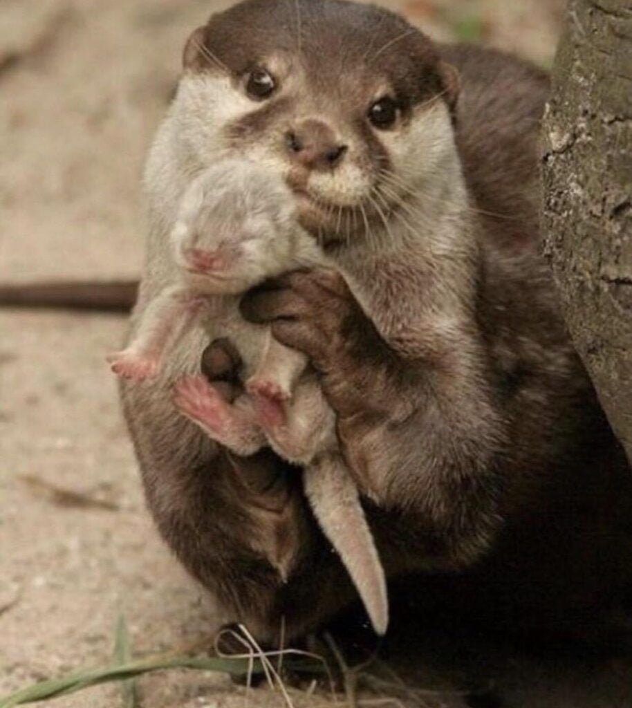 animal moms and babies otter shows off baby