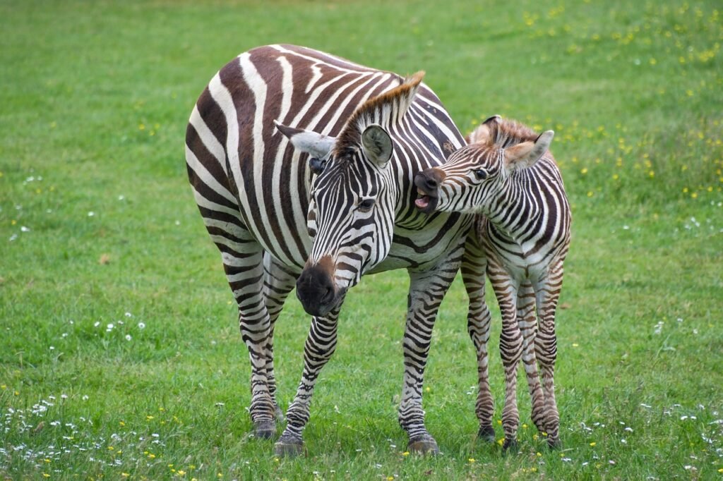 animal moms and babies zebra