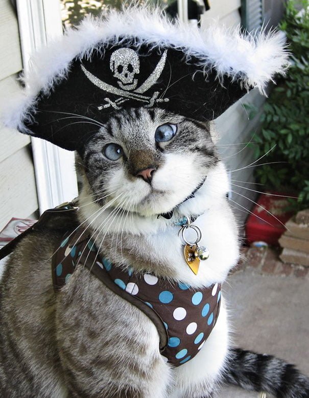 funny Halloween costume ideas for cats