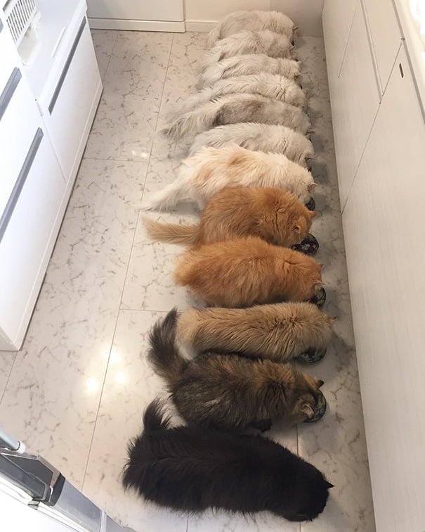 oddly satisfying photos perfect gradient colors cats